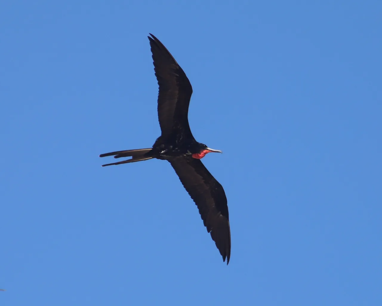 Magnificent Frigatebird