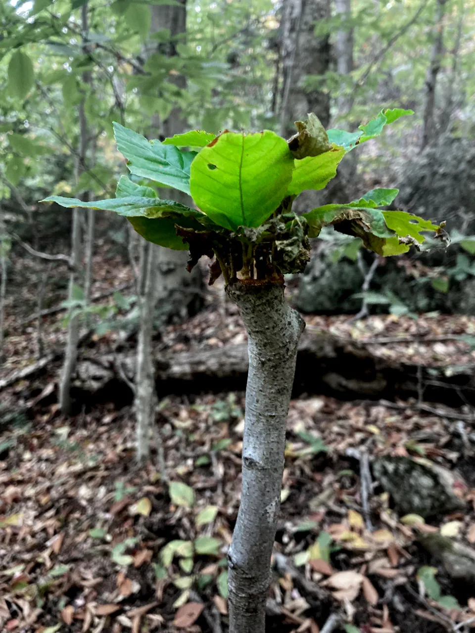 a young tree that had been cut down is regrowing leaves in such a way that it looks like a tuft of hair