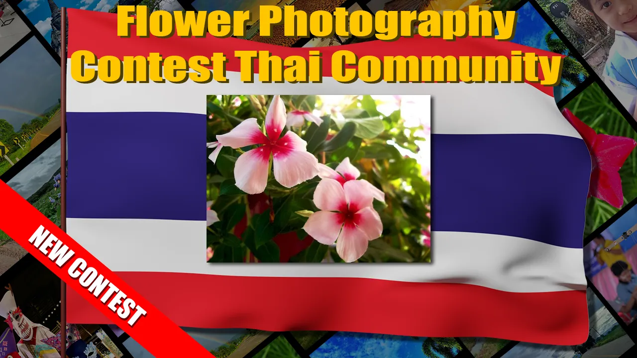 flower_contest.png
