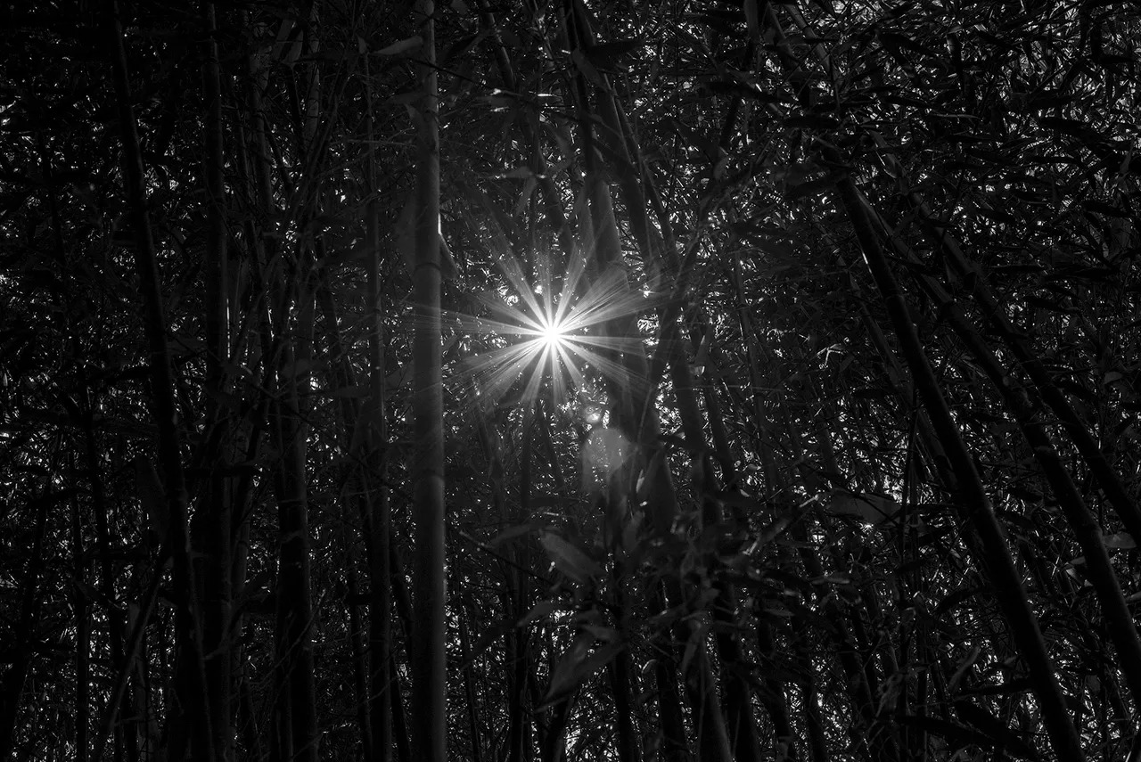 bamboo_sunstar.jpg