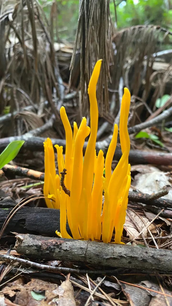 Clavulinopsis fusiformis