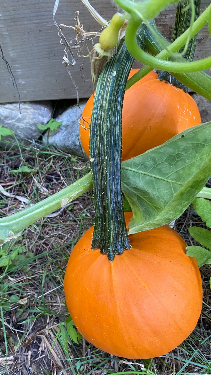 Orange Pumpkin