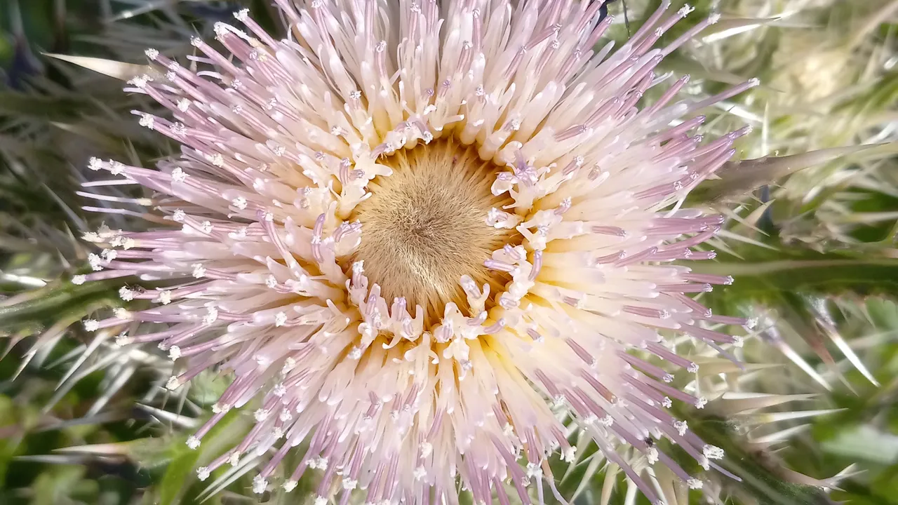 thistle_flower.jpg