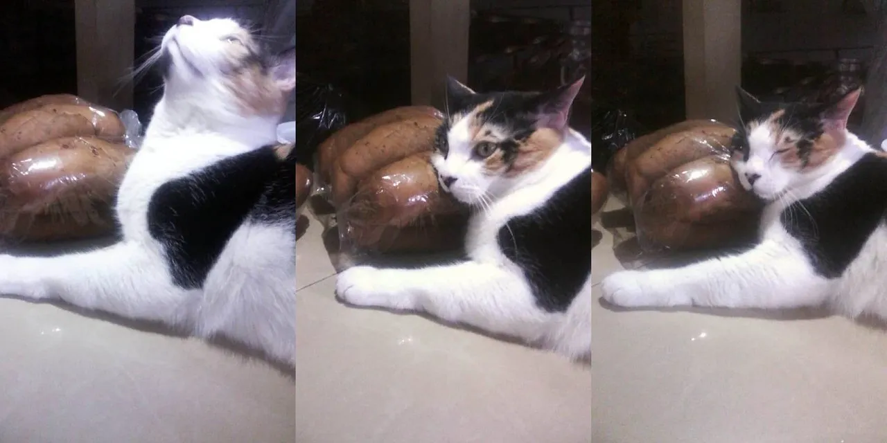 secuencia_cleo.jpg