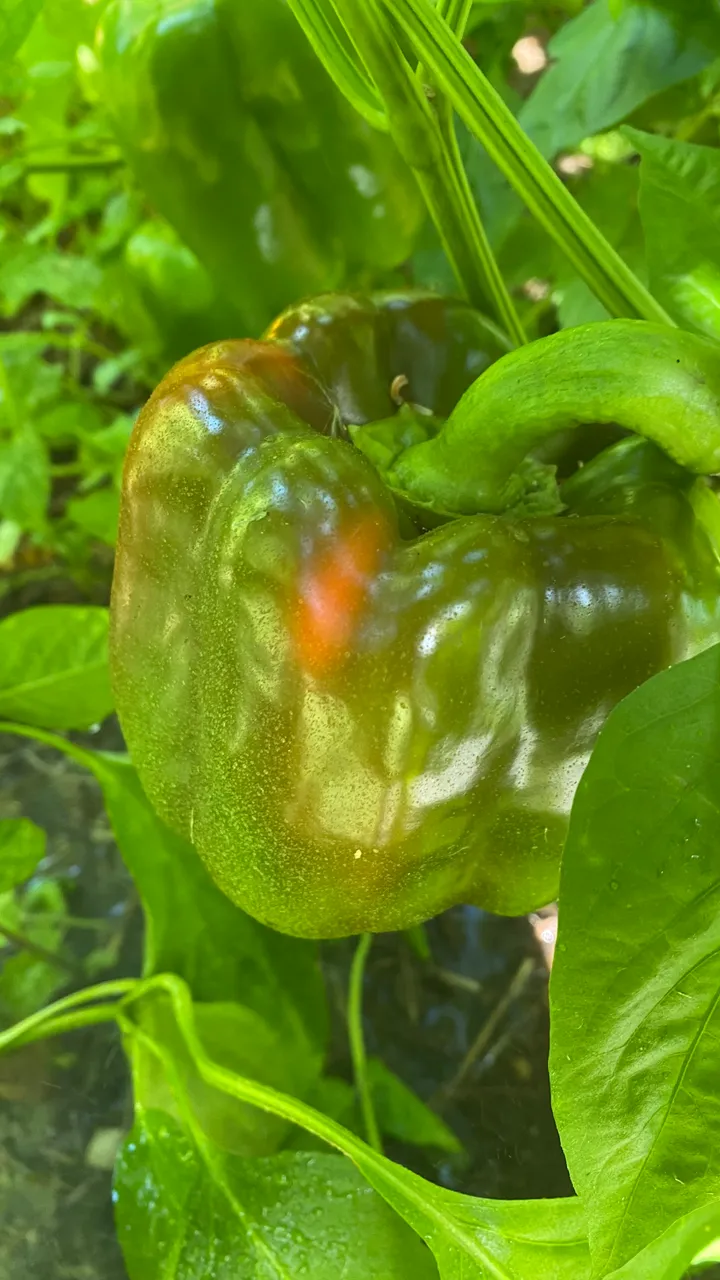 Turning Pepper