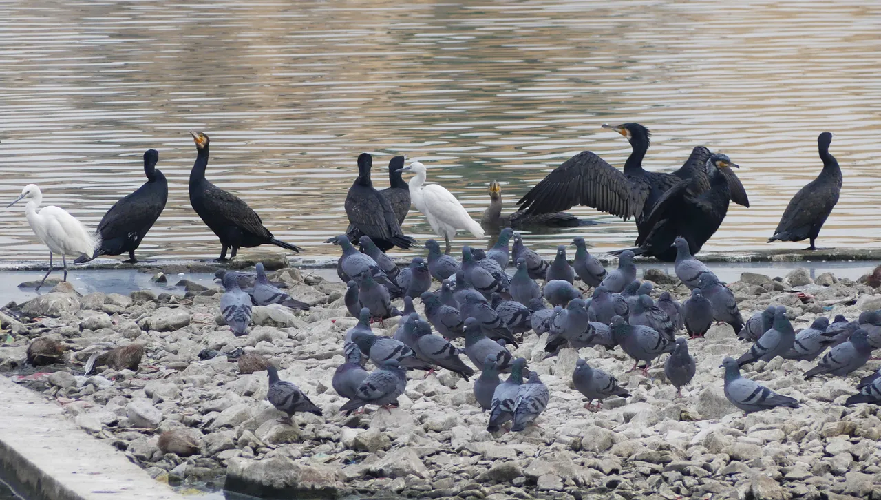 man_sagar_lake.jpg