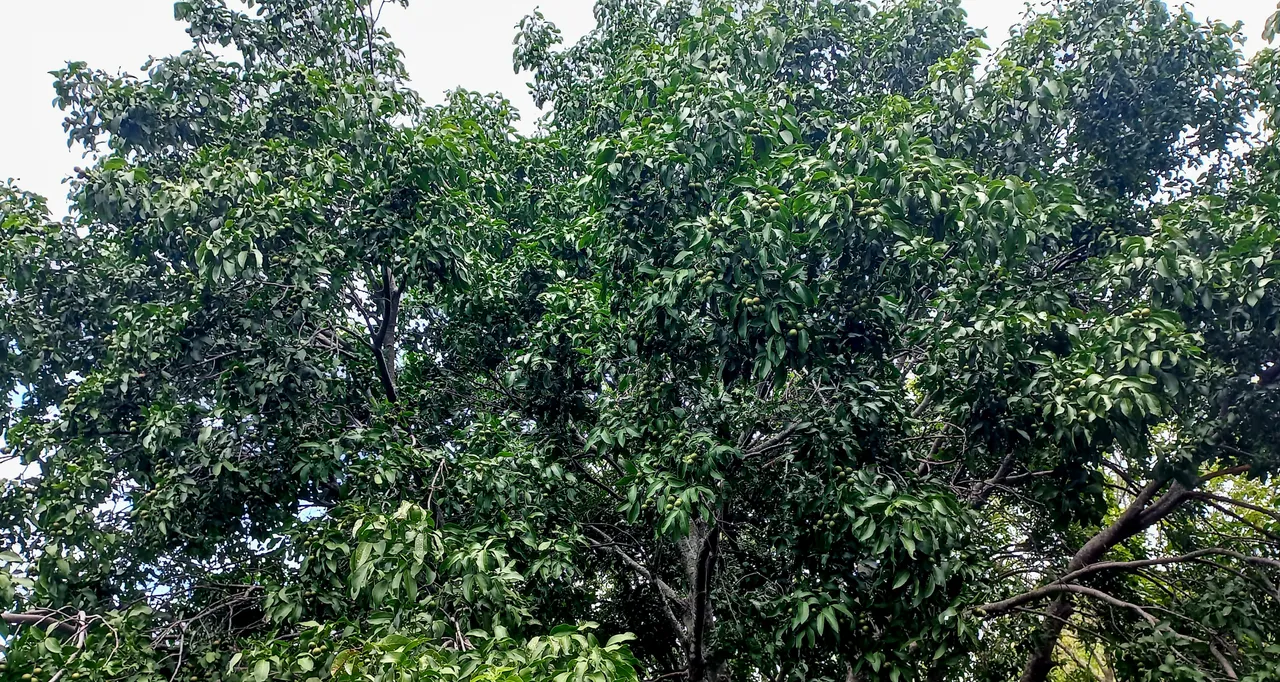 20250724_131039.jpg