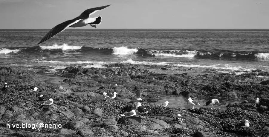 seabirds-005-bw.JPG