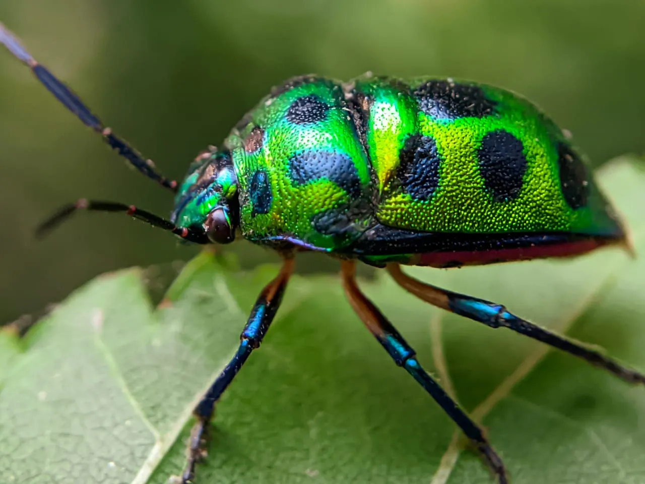 insects (16).jpeg