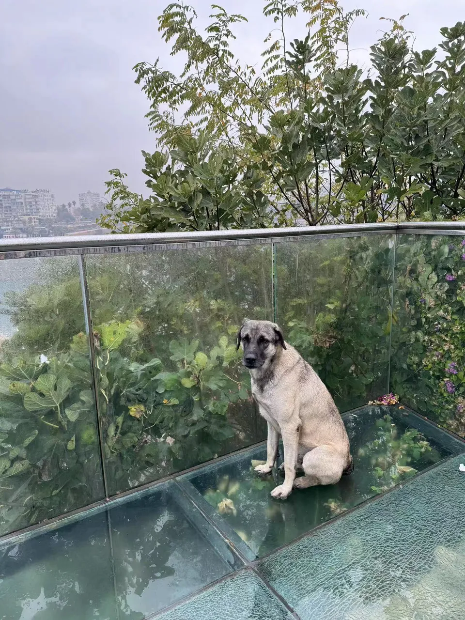 22-laocheng-dog.jpg