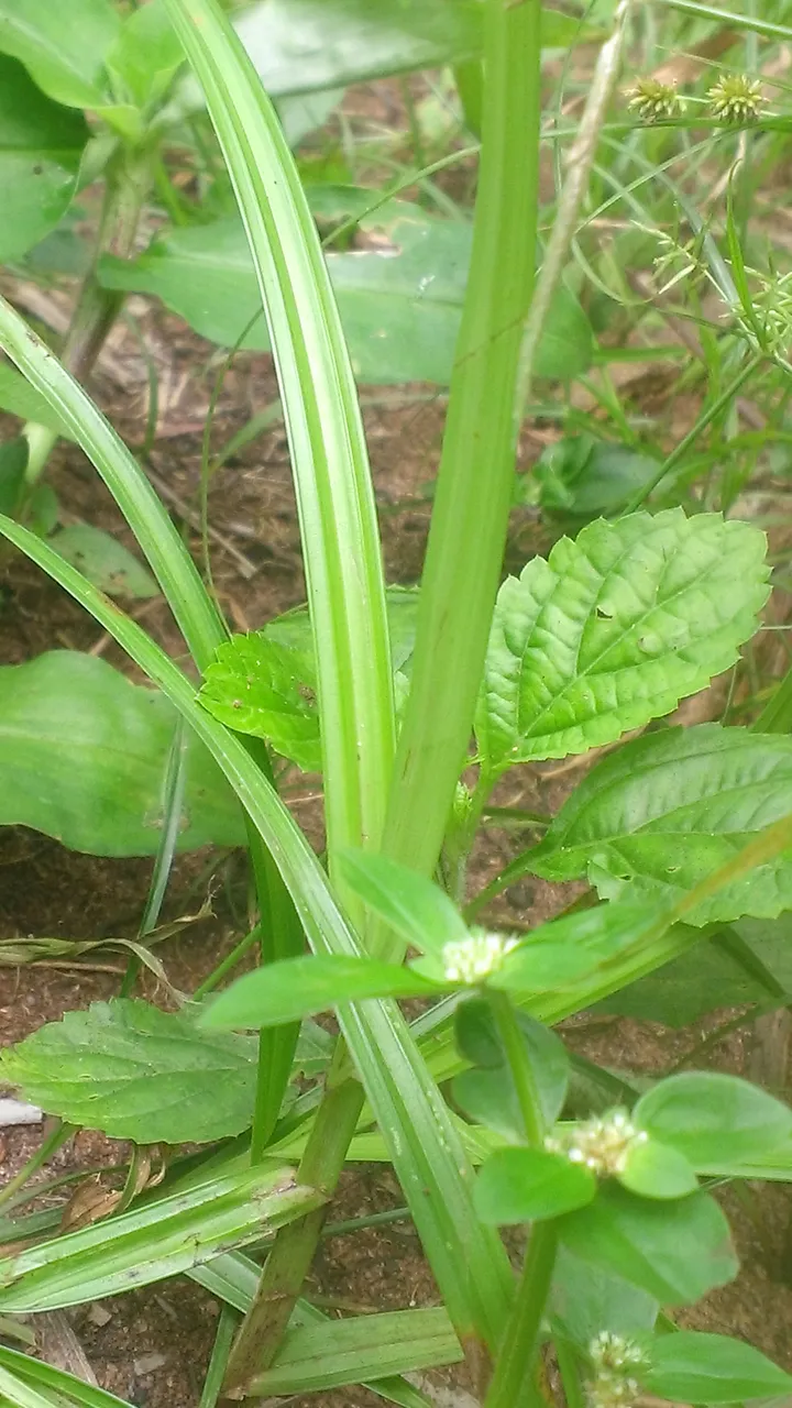 WP_20200807_035.jpg