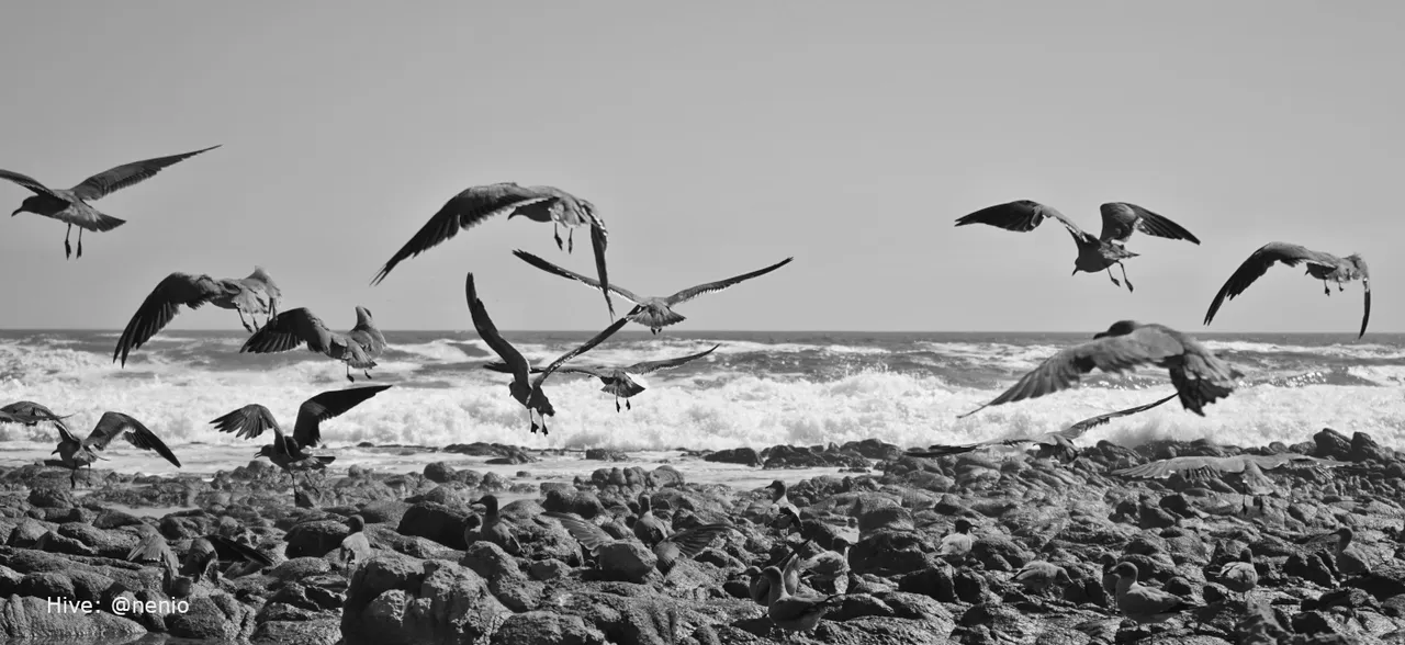 seagulls-005-bw.jpg