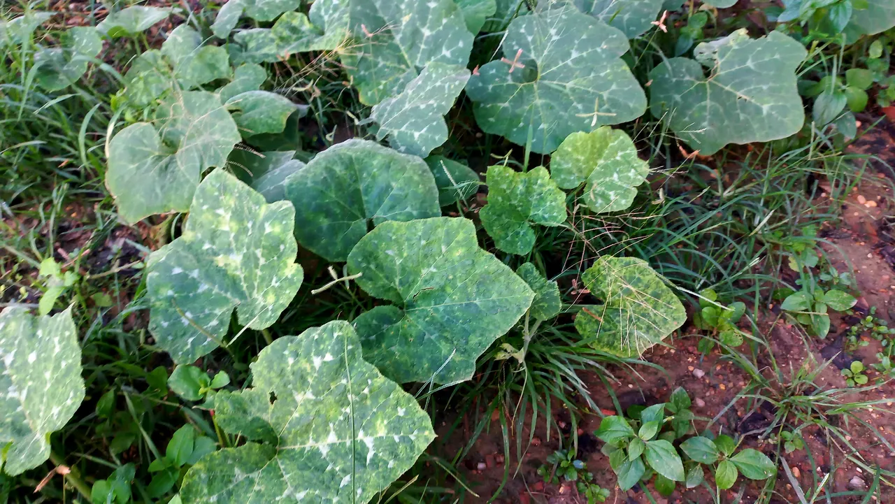 20250729_174752.jpg