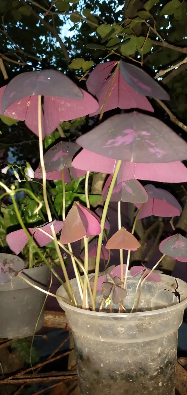 20250729_185033.jpg
