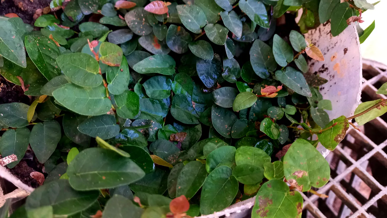 20250729_174818.jpg