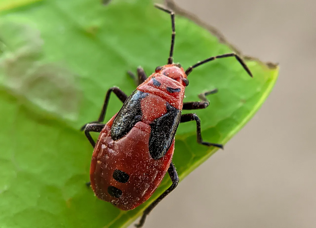 red bug (2).jpg