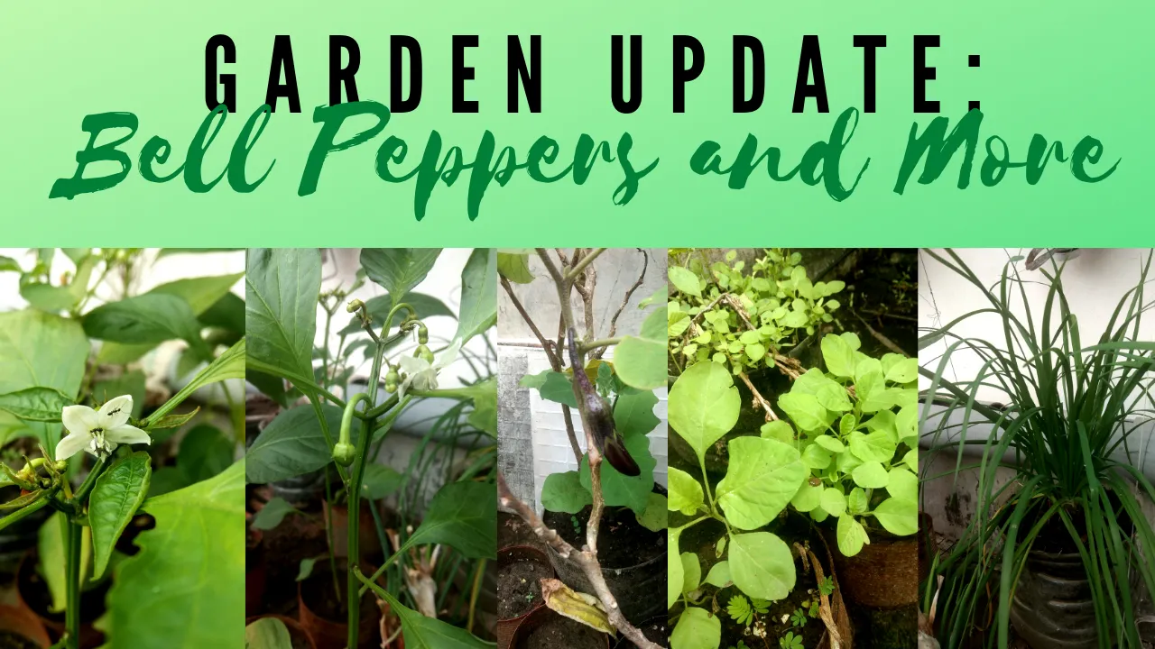 Garden Update.png