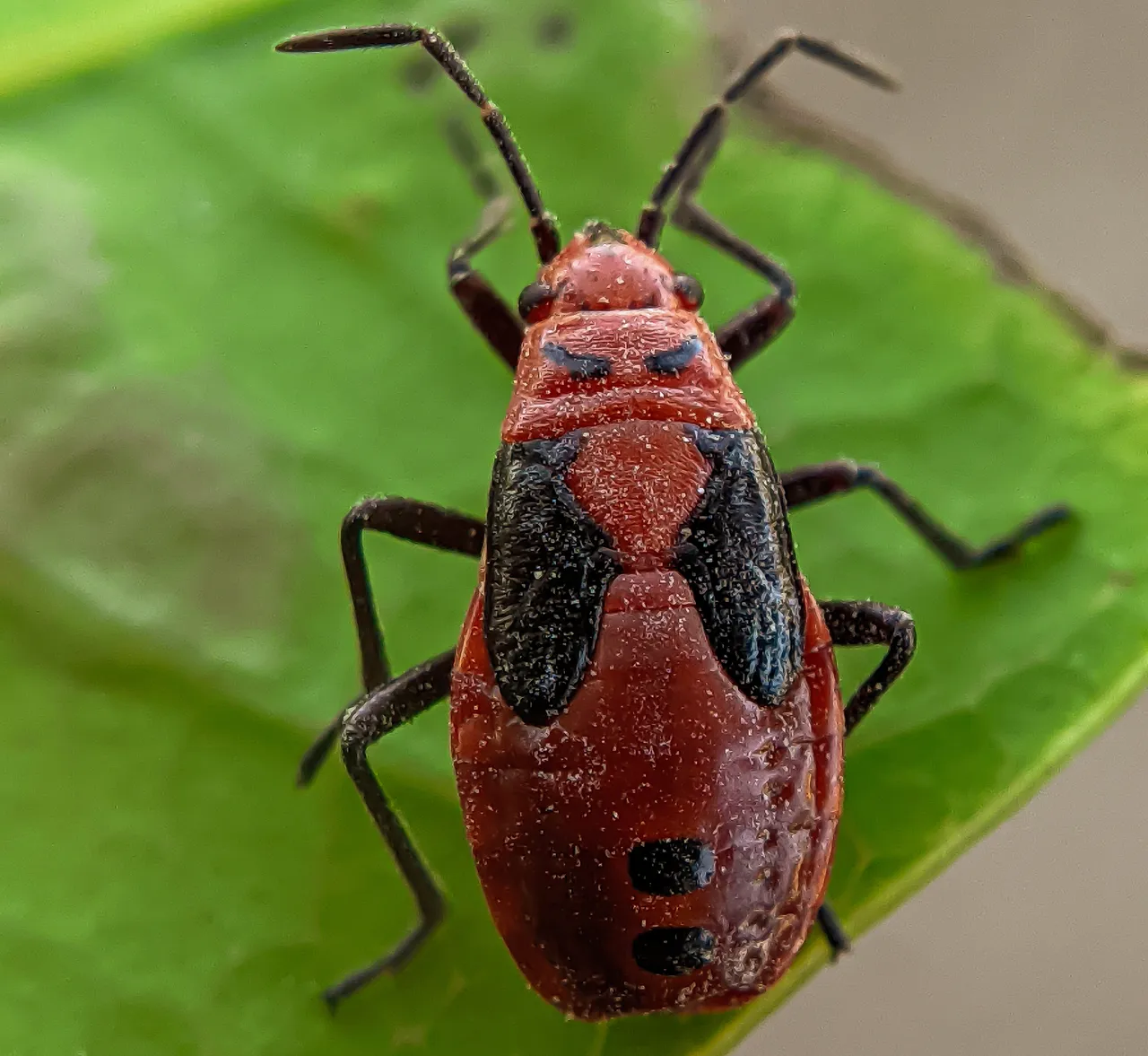 red bug (3).jpg