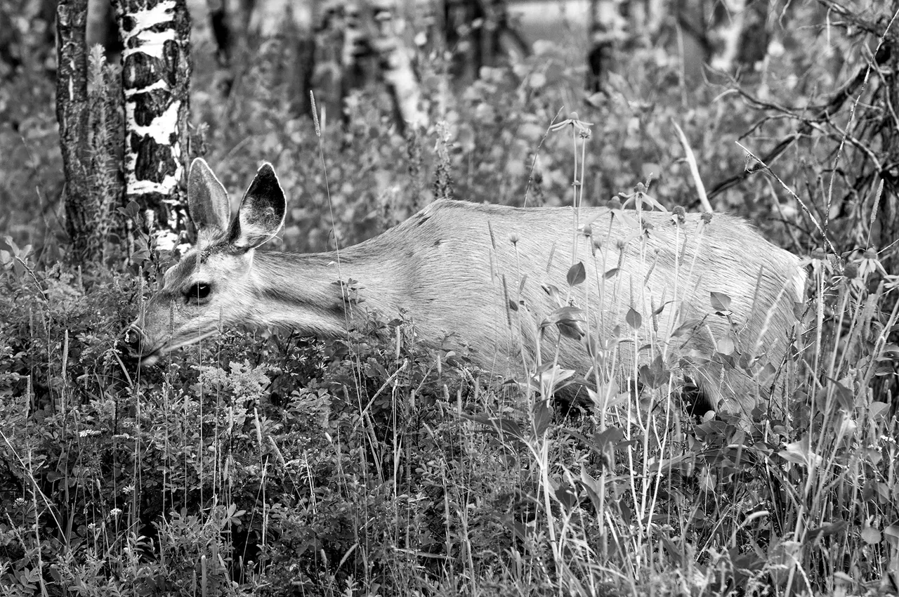 muledeer1-1 s.jpg