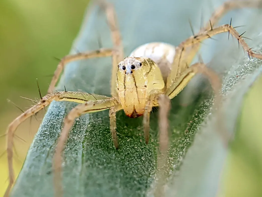spider (110).jpeg