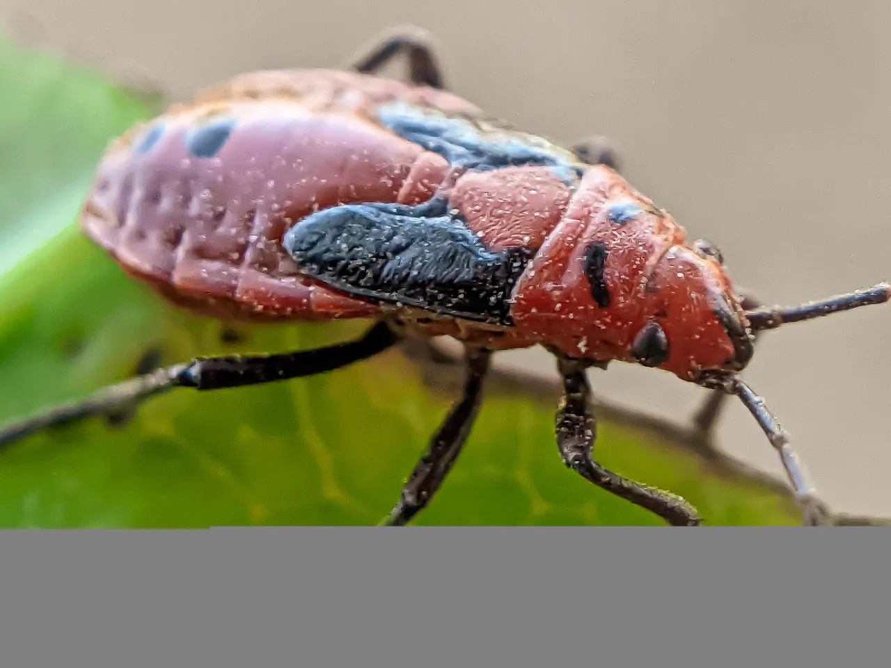 red bug (1).jpg