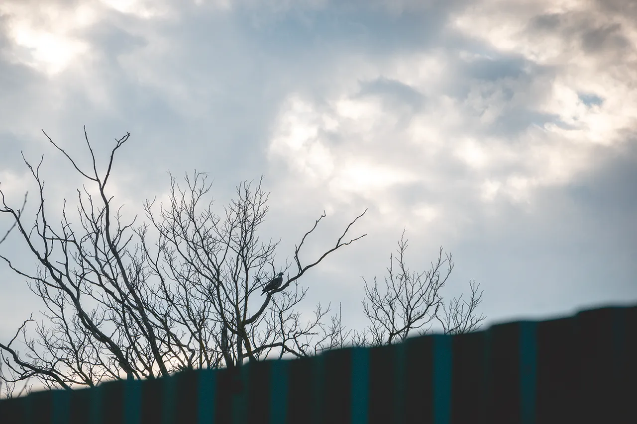 " "DSC_0335 copy.jpg""