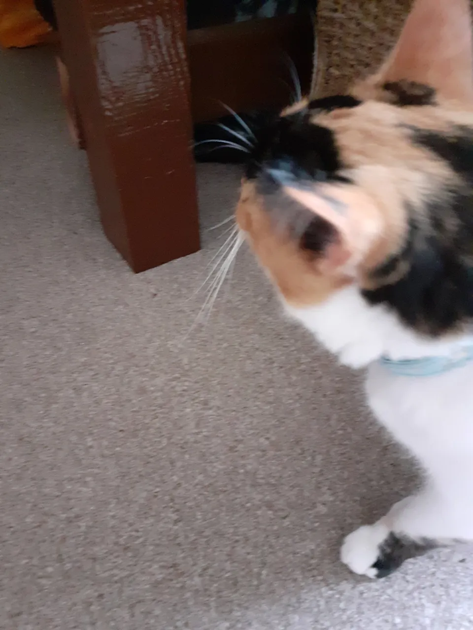 20210727_123147.jpg