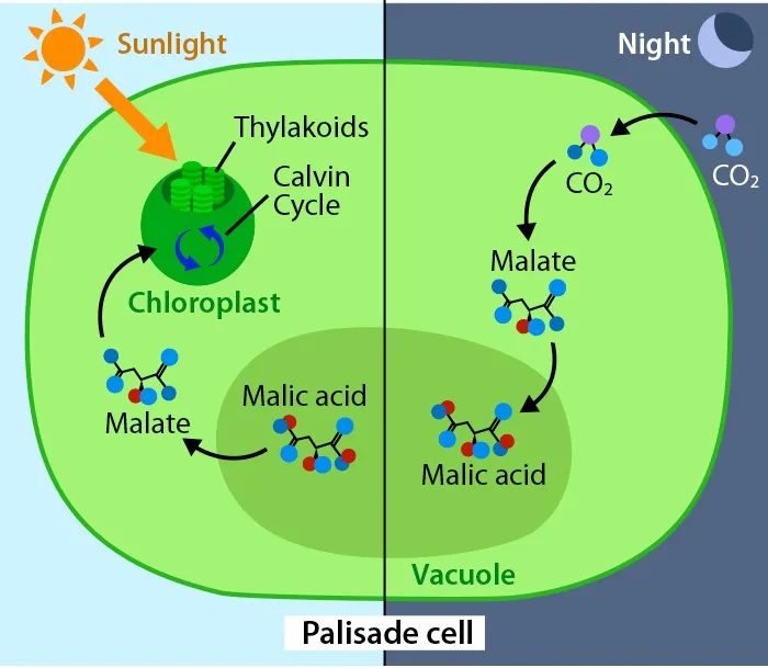 plant-cycles-lg.jpg