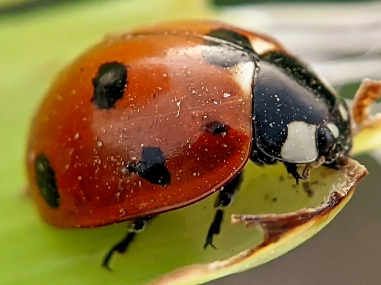 insects (13).jpeg