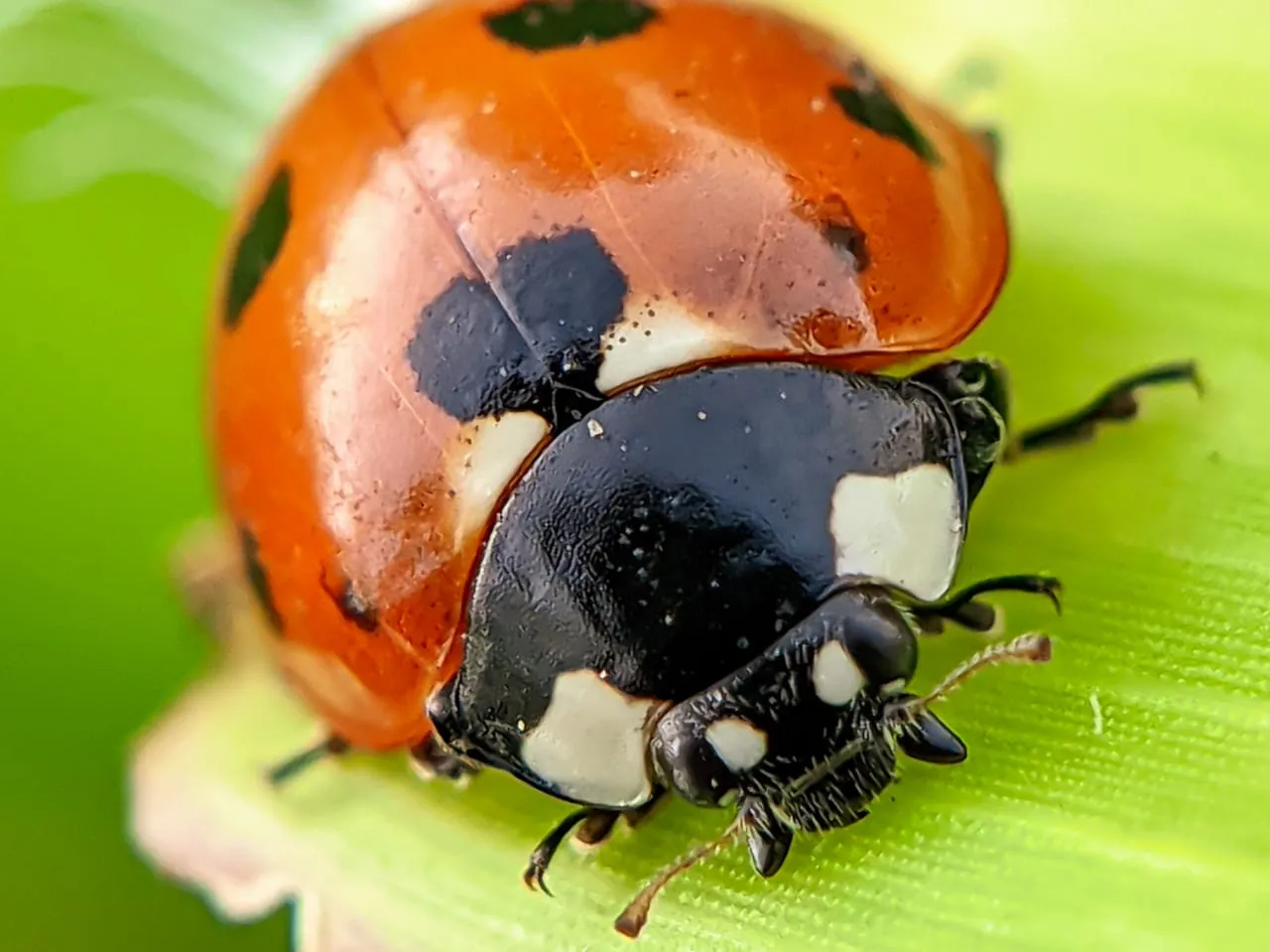 insects (11).jpeg