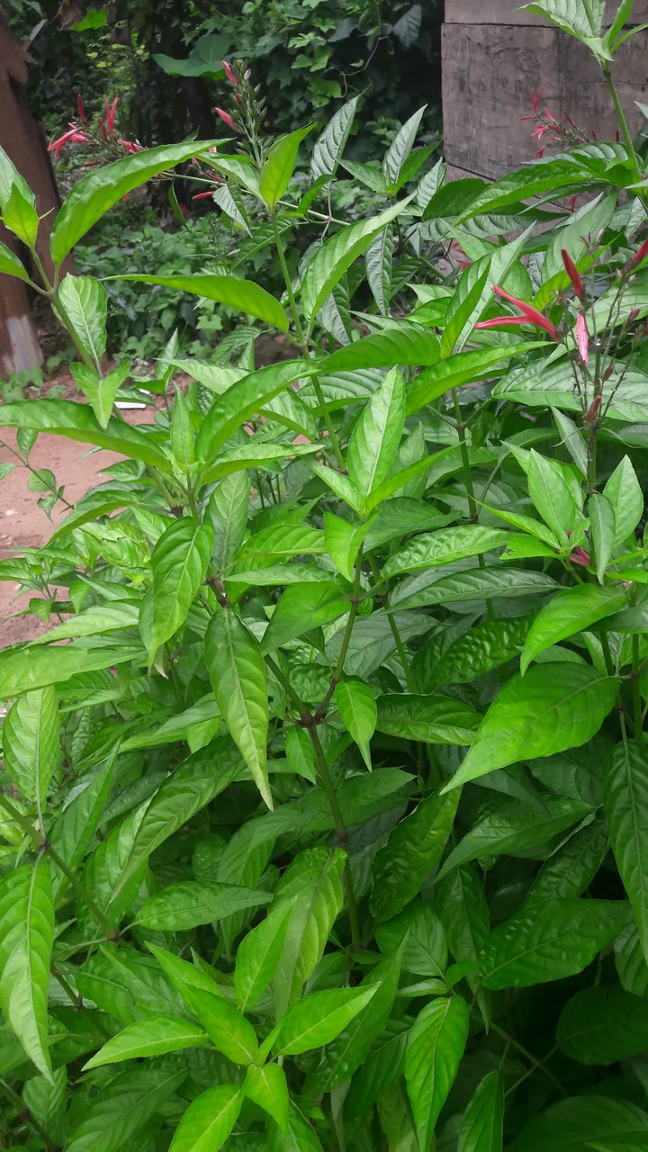 20210902_121633.jpg