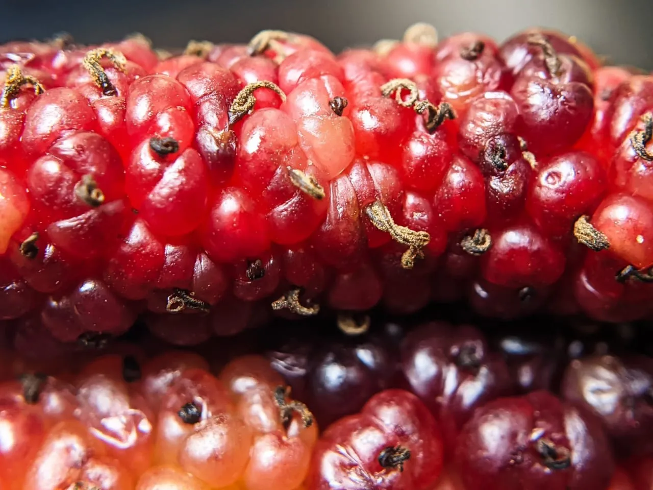 mulberry (6).jpeg