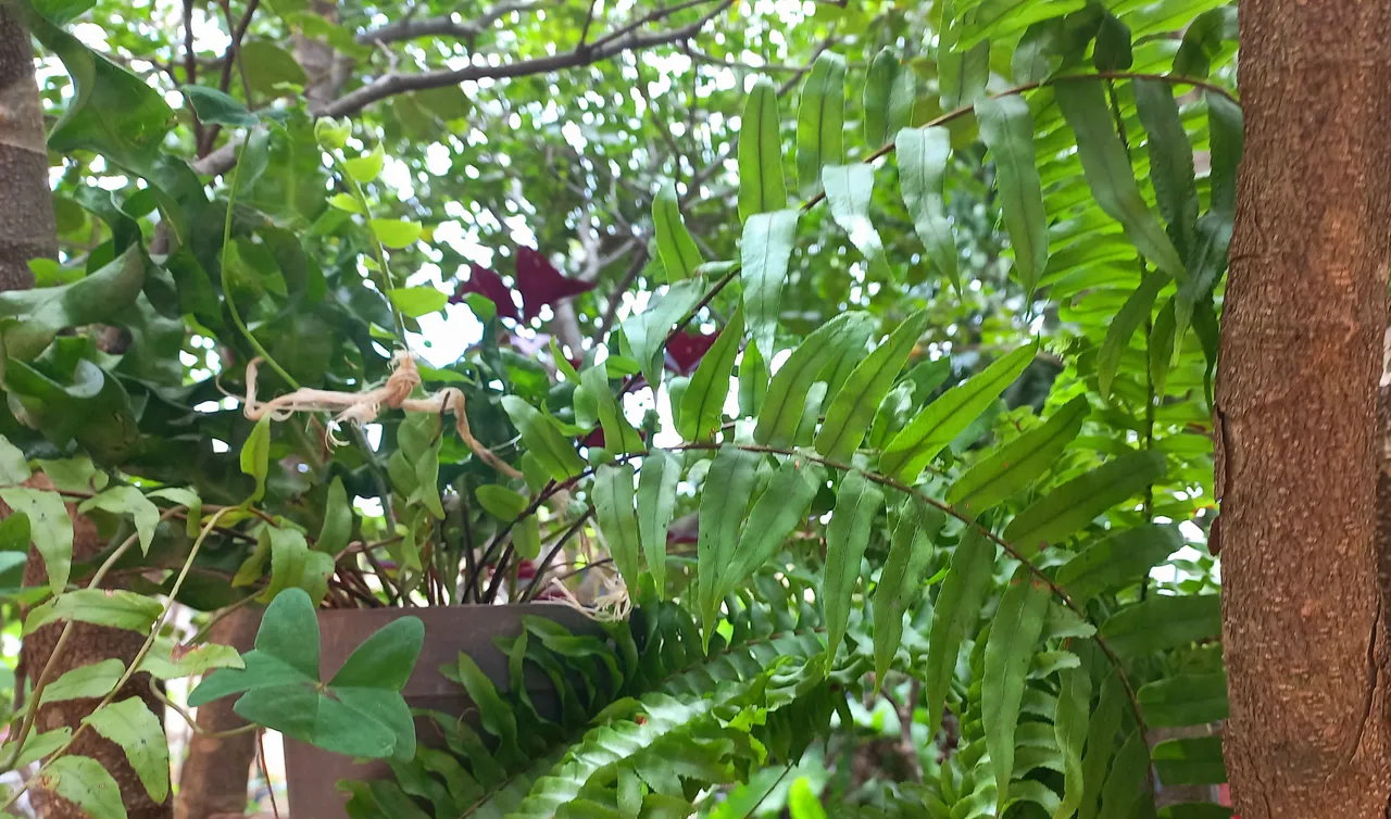 20250724_130702.jpg