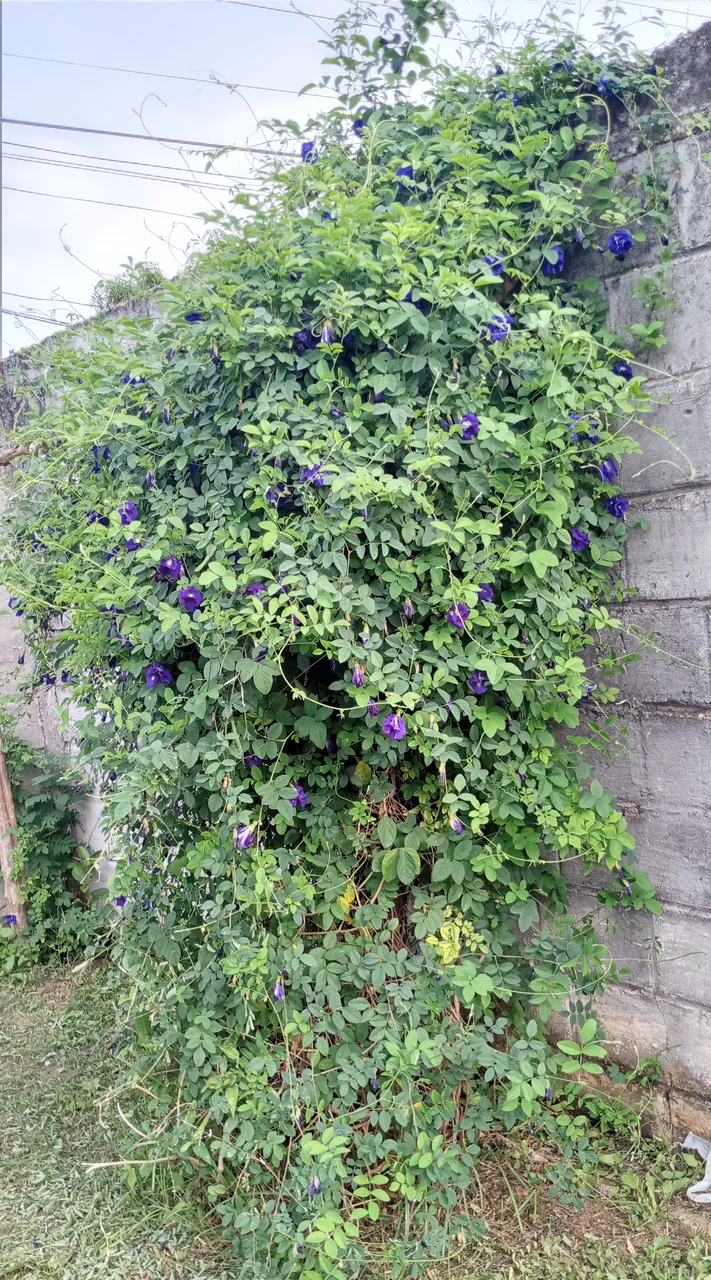 20250626_164101.jpg