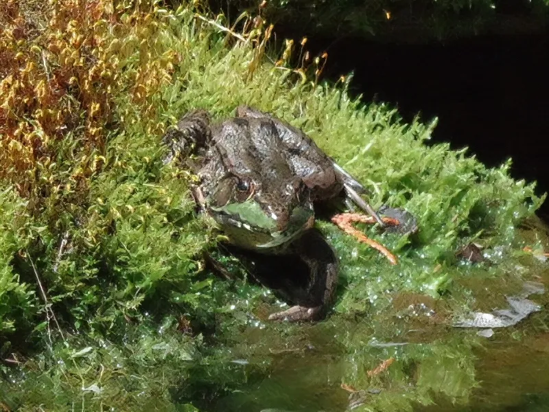 hivegarden-frog.jpg