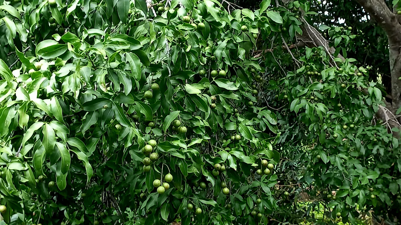 20250724_131027.jpg