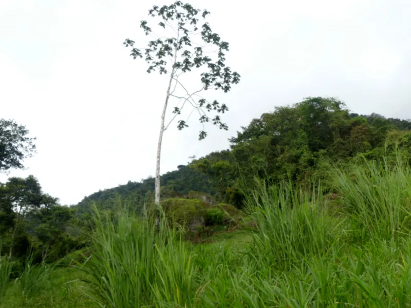 cecropia tree.jpg