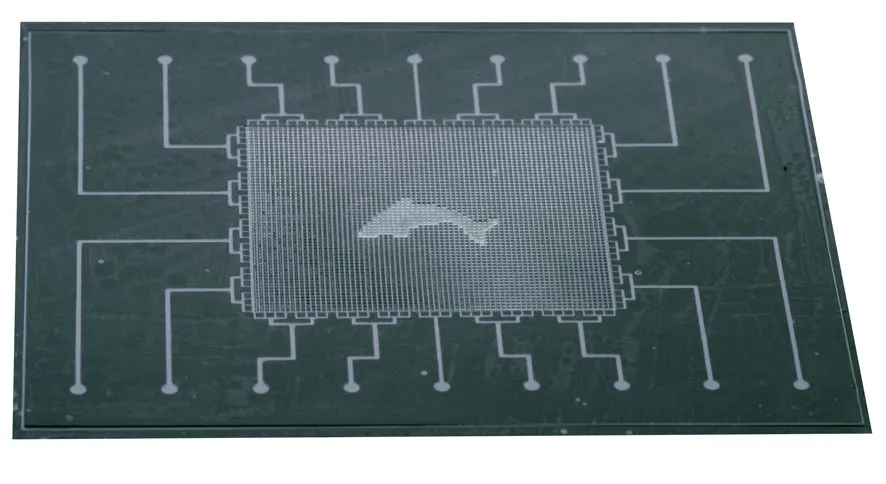 (Stemng contest)Fueling wearable sensor with lactate; a self-power...