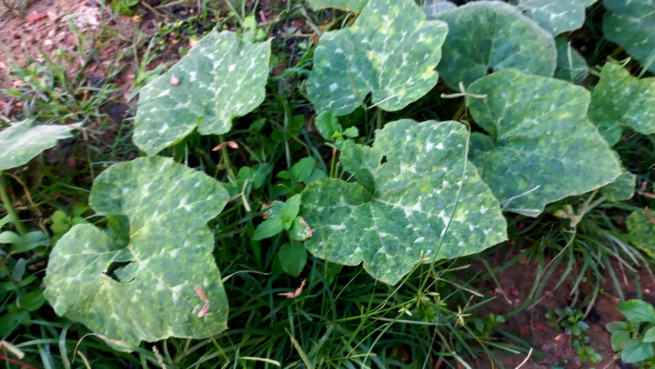 20250729_174757.jpg