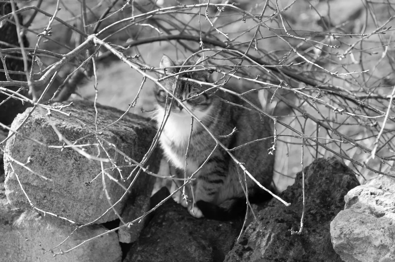 "DSC_0274 copy.jpg"