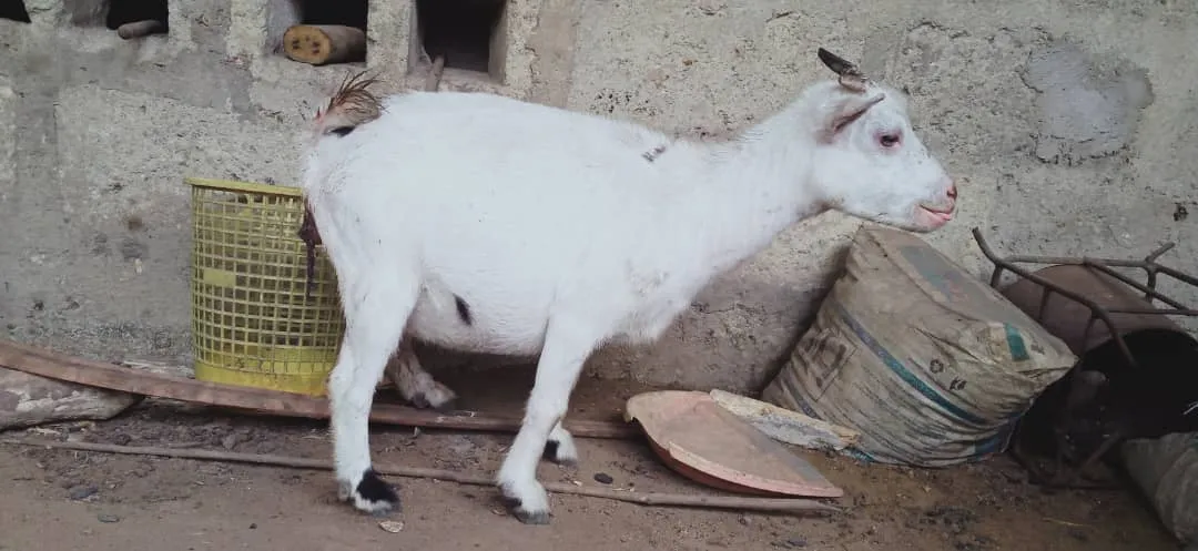 goat lit 3.jpeg