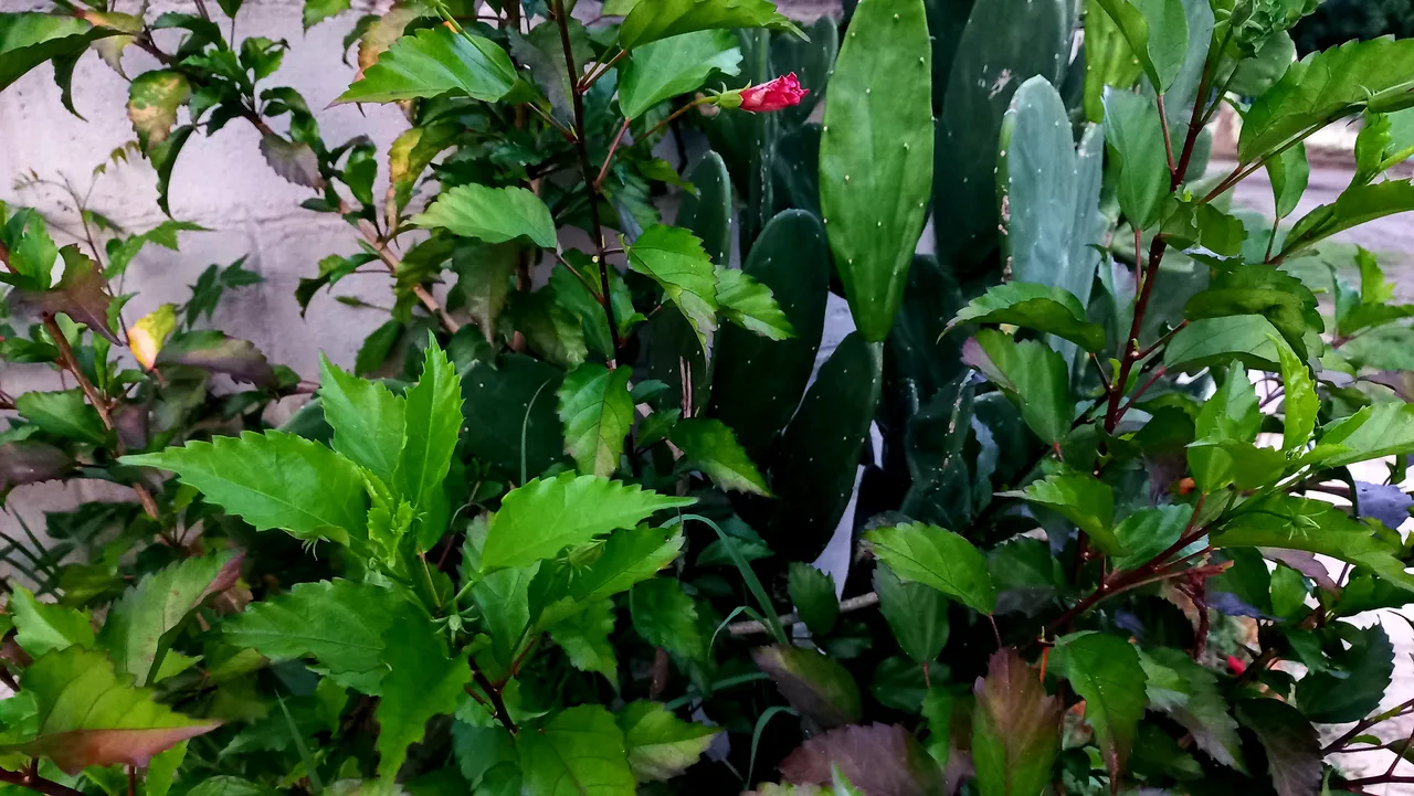 20250729_185104.jpg