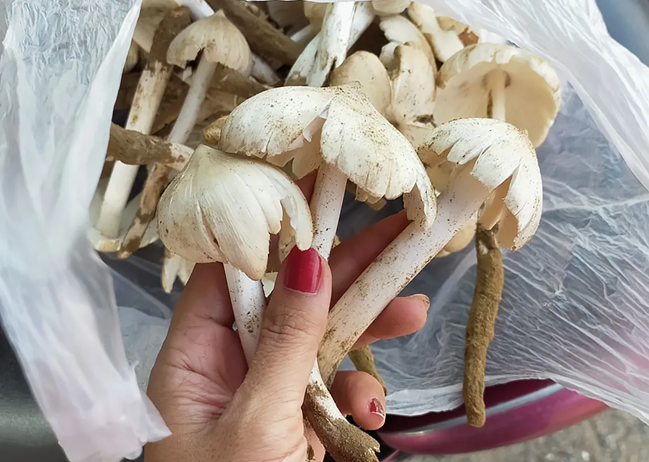 wildmashroom-13.jpg