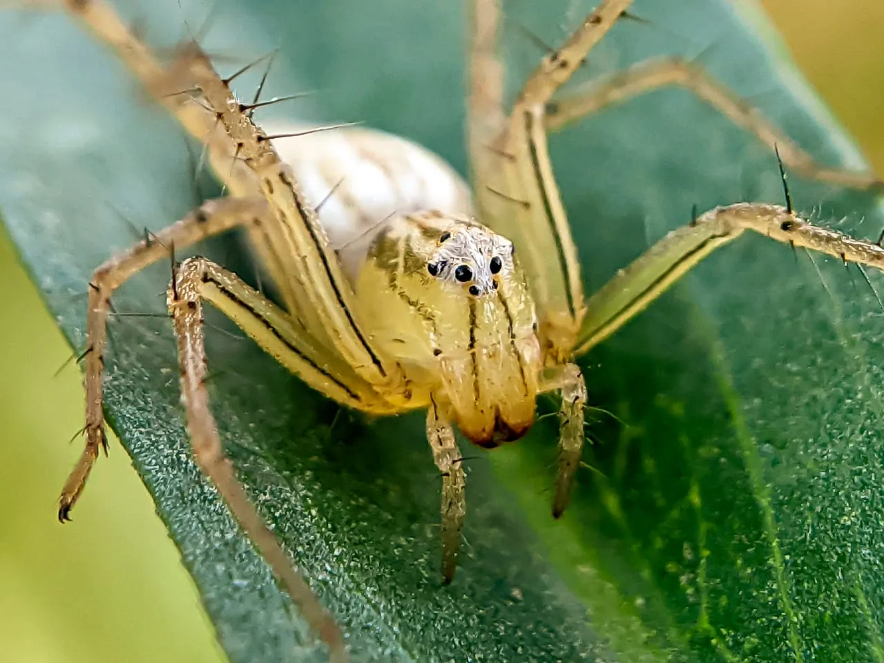 spider (104).jpeg