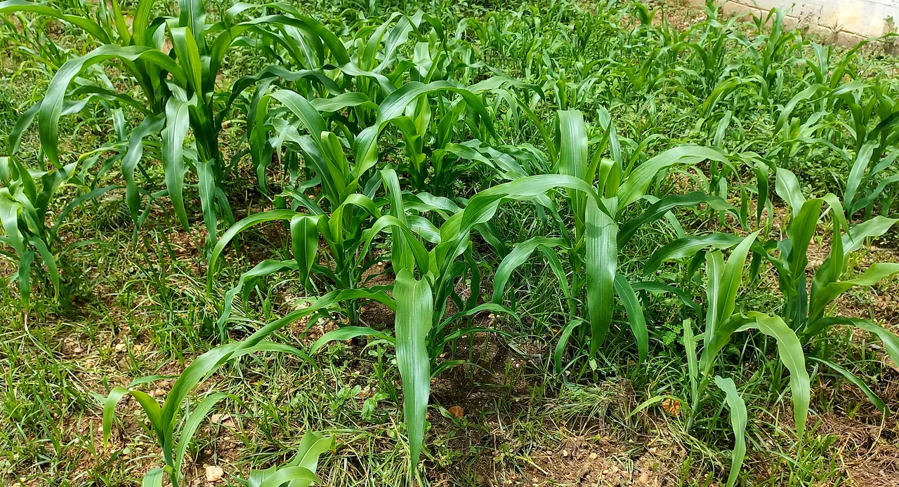 20250628_130435.jpg