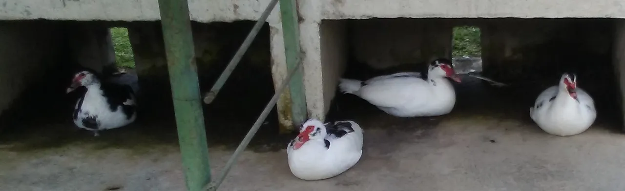 ducks-1