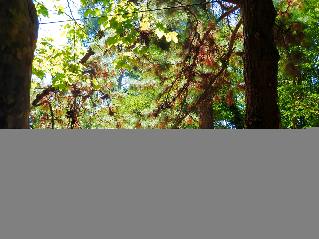 IMG_2661 copy.jpg