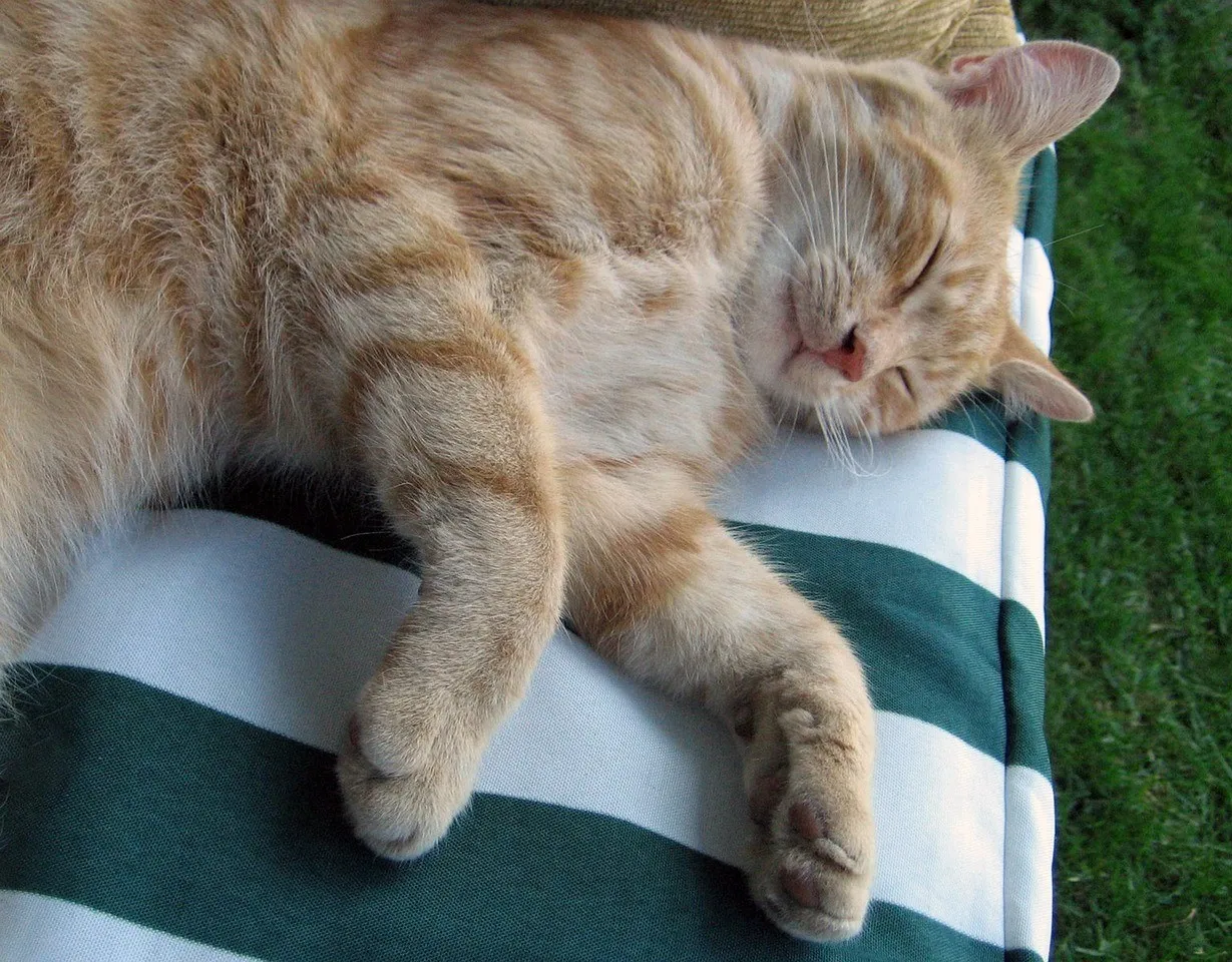 Catire siesta.jpg