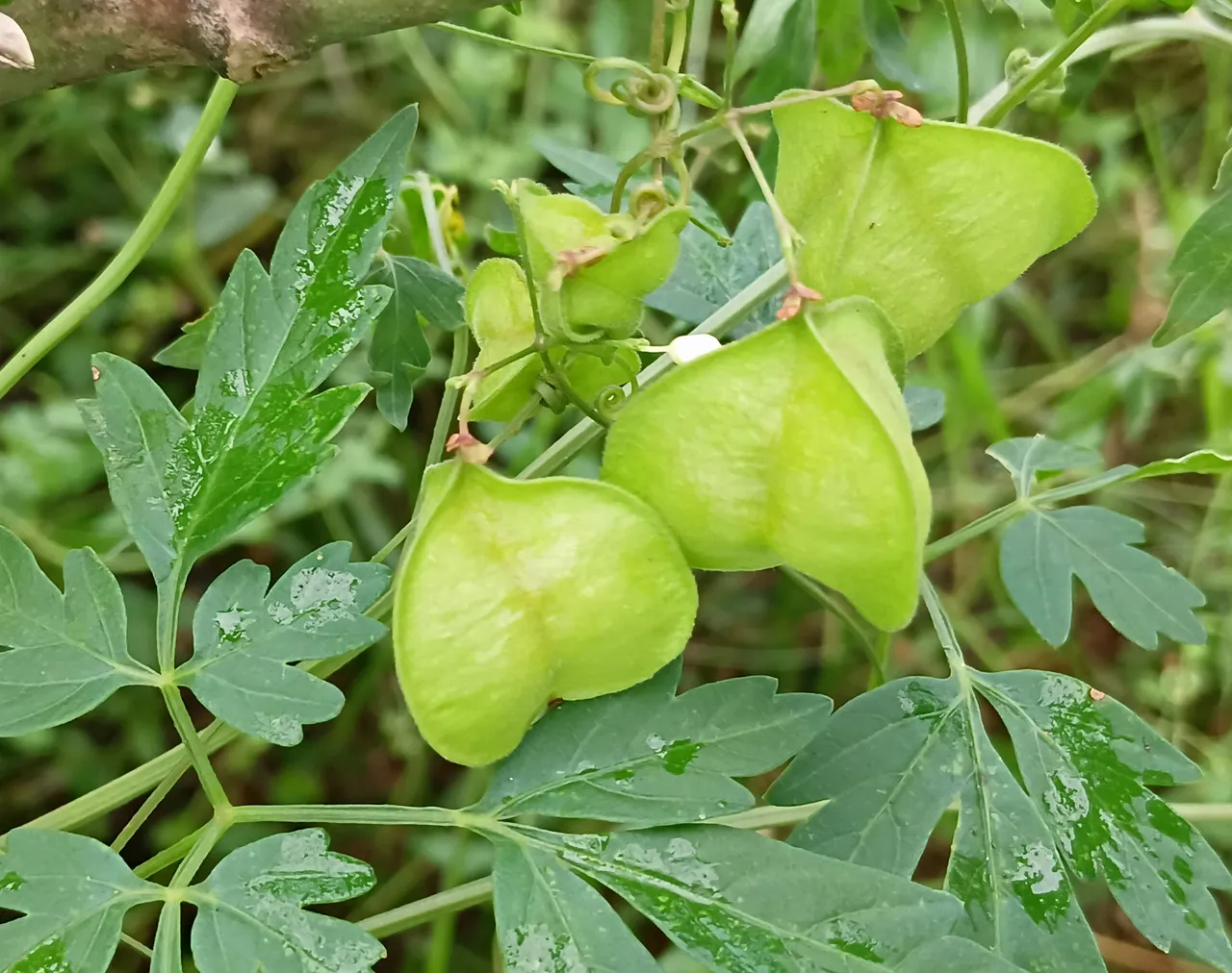 20250718_055257.jpg