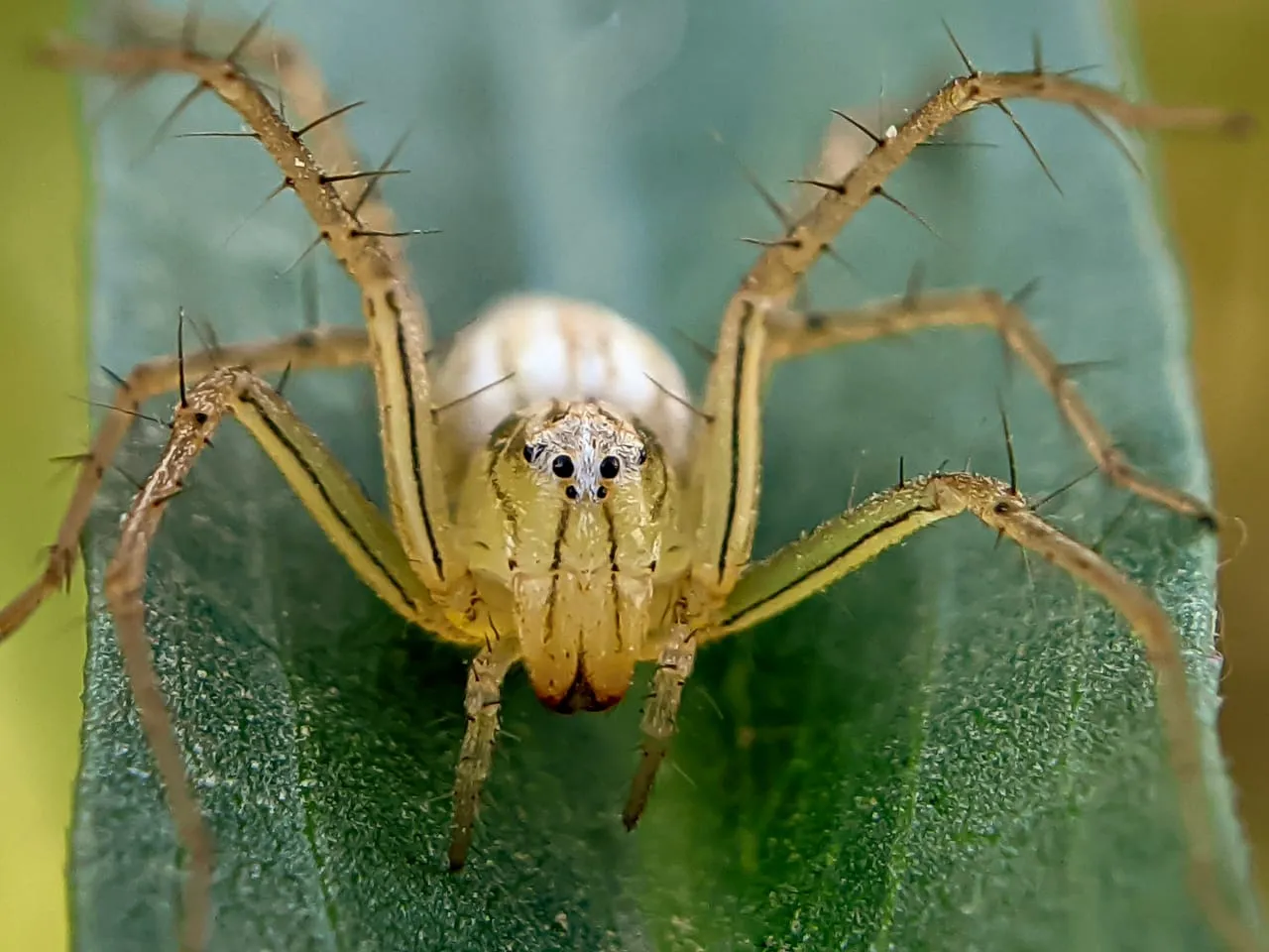 spider (103).jpeg